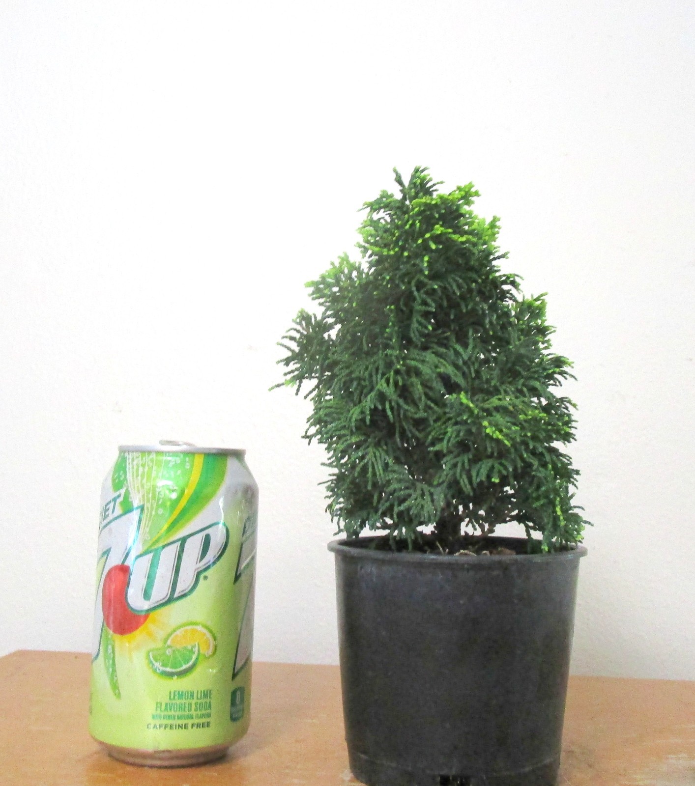 Fat Dwarf Hinoki cypress for mame shohin bonsai tree free shipping