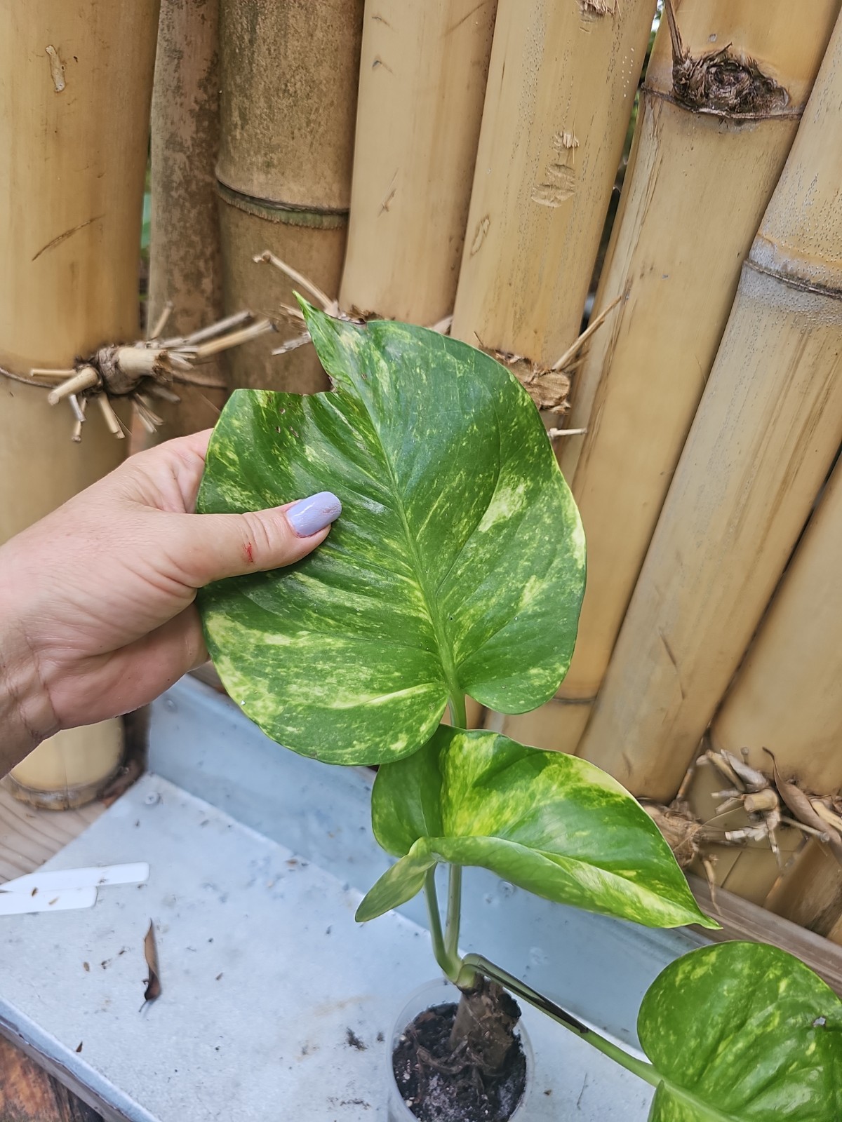 GIANT Variegated Golden Pothos Climbing hawaiian Large TRUNK NOT MONSTERA Mature