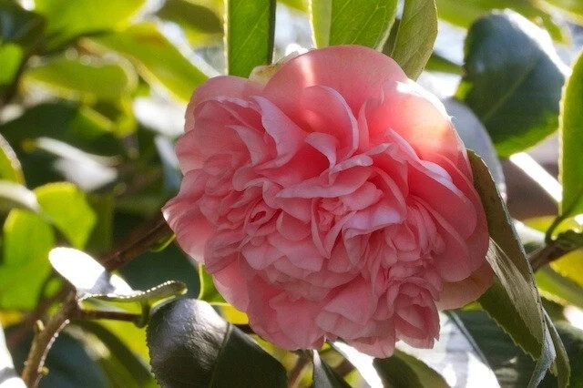 Debutante~Camellia Japonica-Live Starter Plant -Highly Variable Blooms!