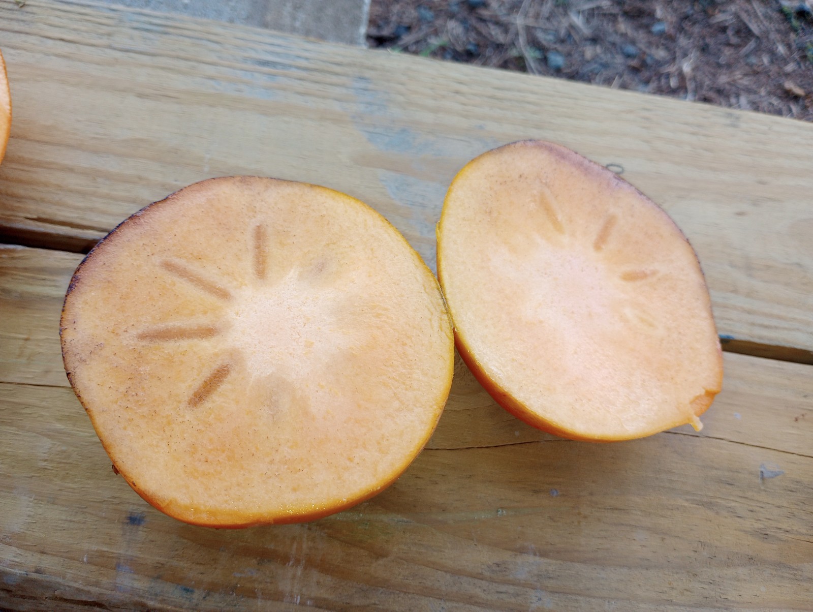 10 PCS FUYU TOMATO SHAPE PERSIMMON TREE UNROOTED CUTTINGS 8″ Long For Grafting