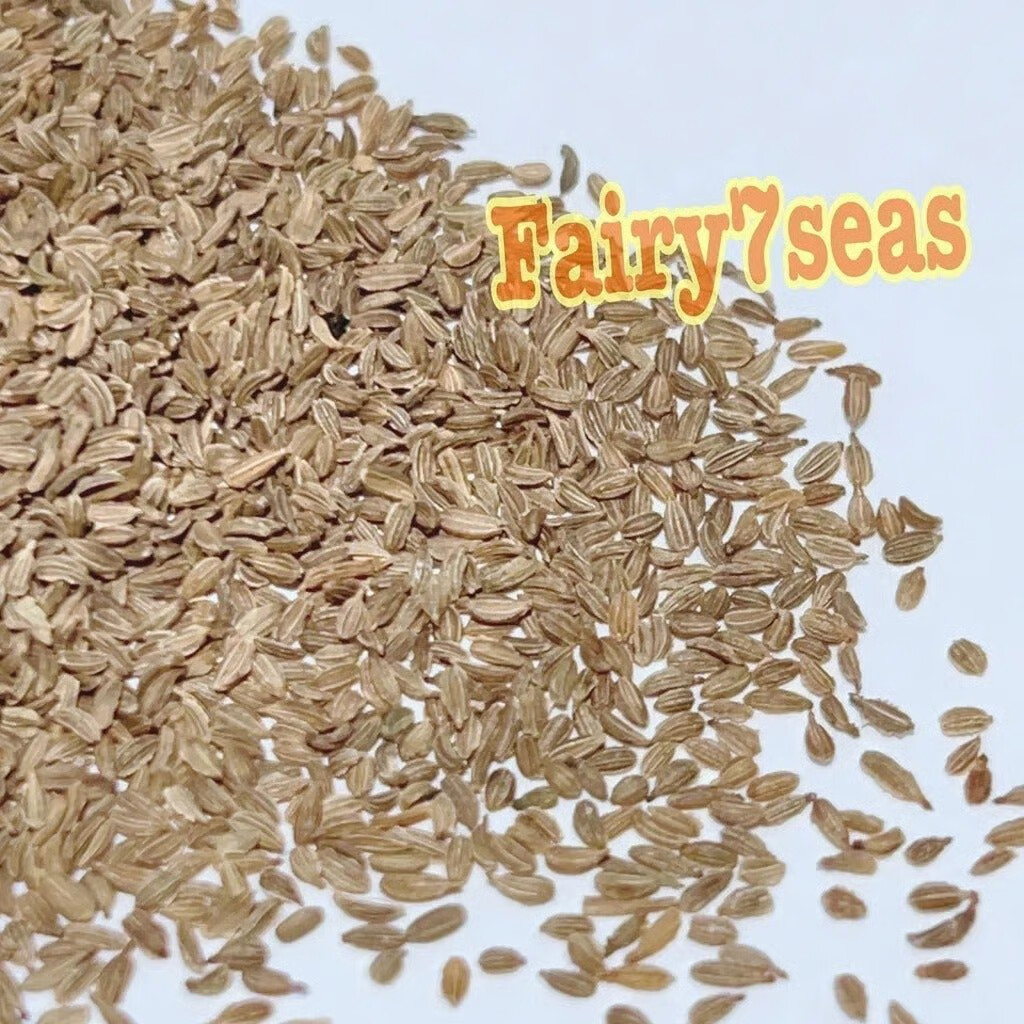 Parisian Carrot Seeds – Daucus Carota – Orange Skin and Flesh