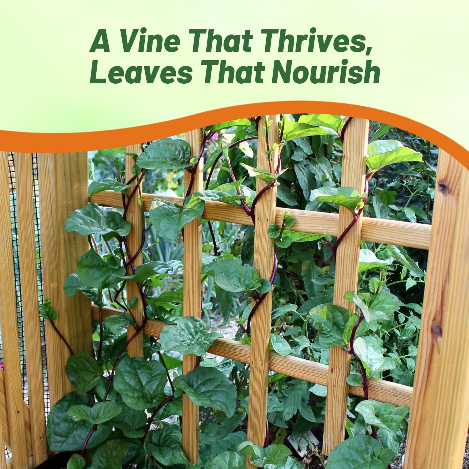 Basella Rubra Malabar Spinach Seeds 100 Pcs. Perennial, Humid & HeatTolerant…