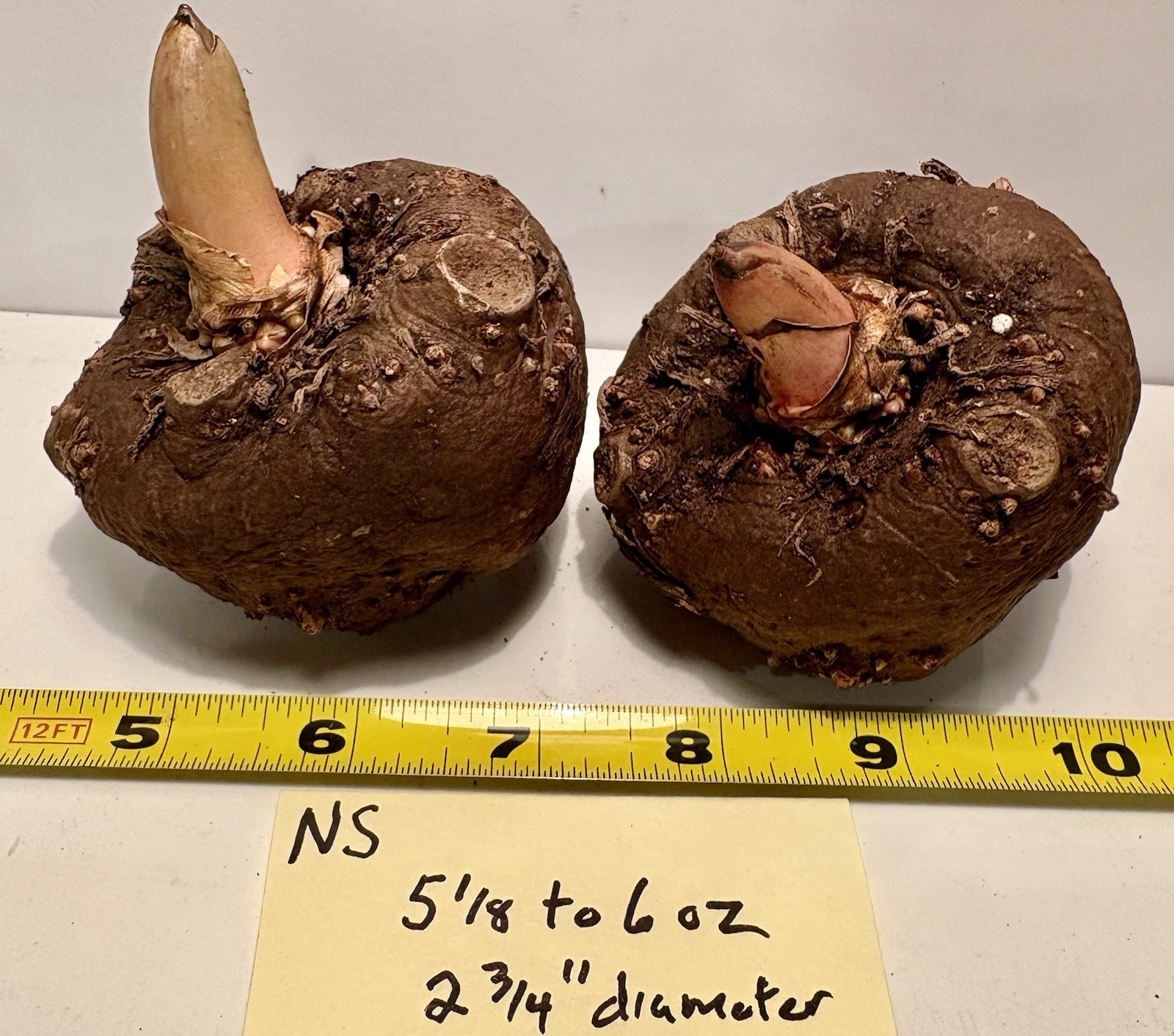 AMORPHOPHALLUS KONJAC ‘Nightstick’ 1 Dormant Bulb (Voodoo Lily) Arisaema