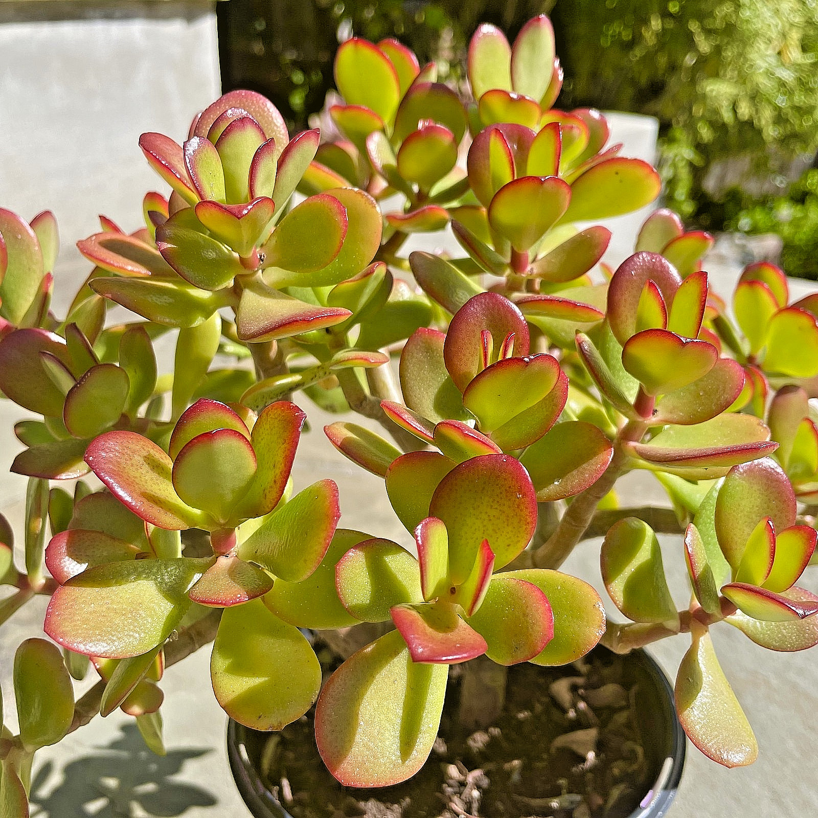 Crassula Ovata Jade Plant Rare Succulent Easy Care Live Plant 1-Cutting 2-3″