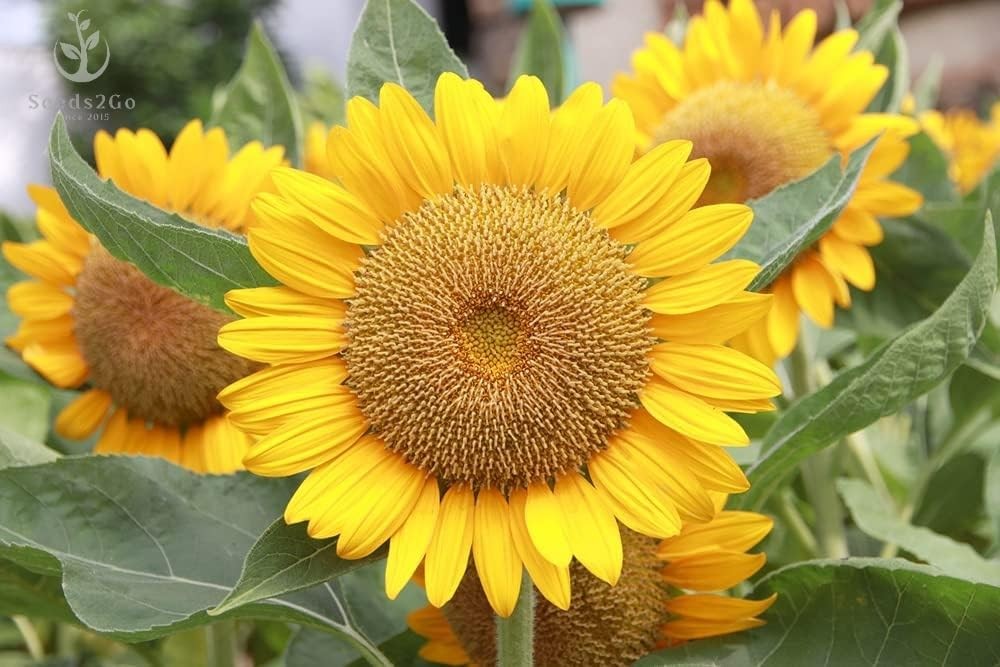 Mammoth Grey Stripe Sunflower Seeds- Helianthus annuus – Pack of 500 Yellow