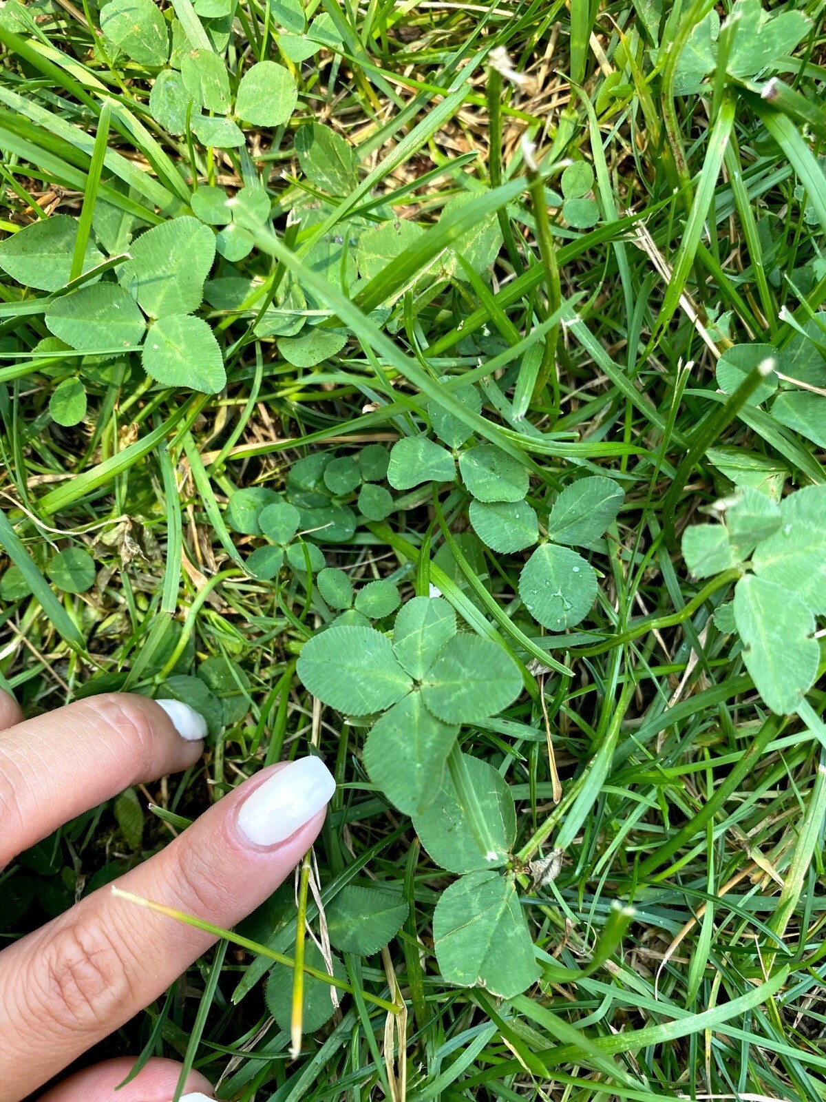 🍀RARE REAL 4 Leaf Clover 🍀 Hand picked – GREAT Gift – LUCKY 🤩