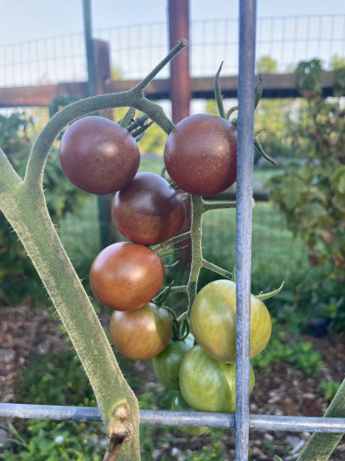 Black Cherry Organic, Heirloom, Open Pollinated, Blight-Resistant Tomato Seeds