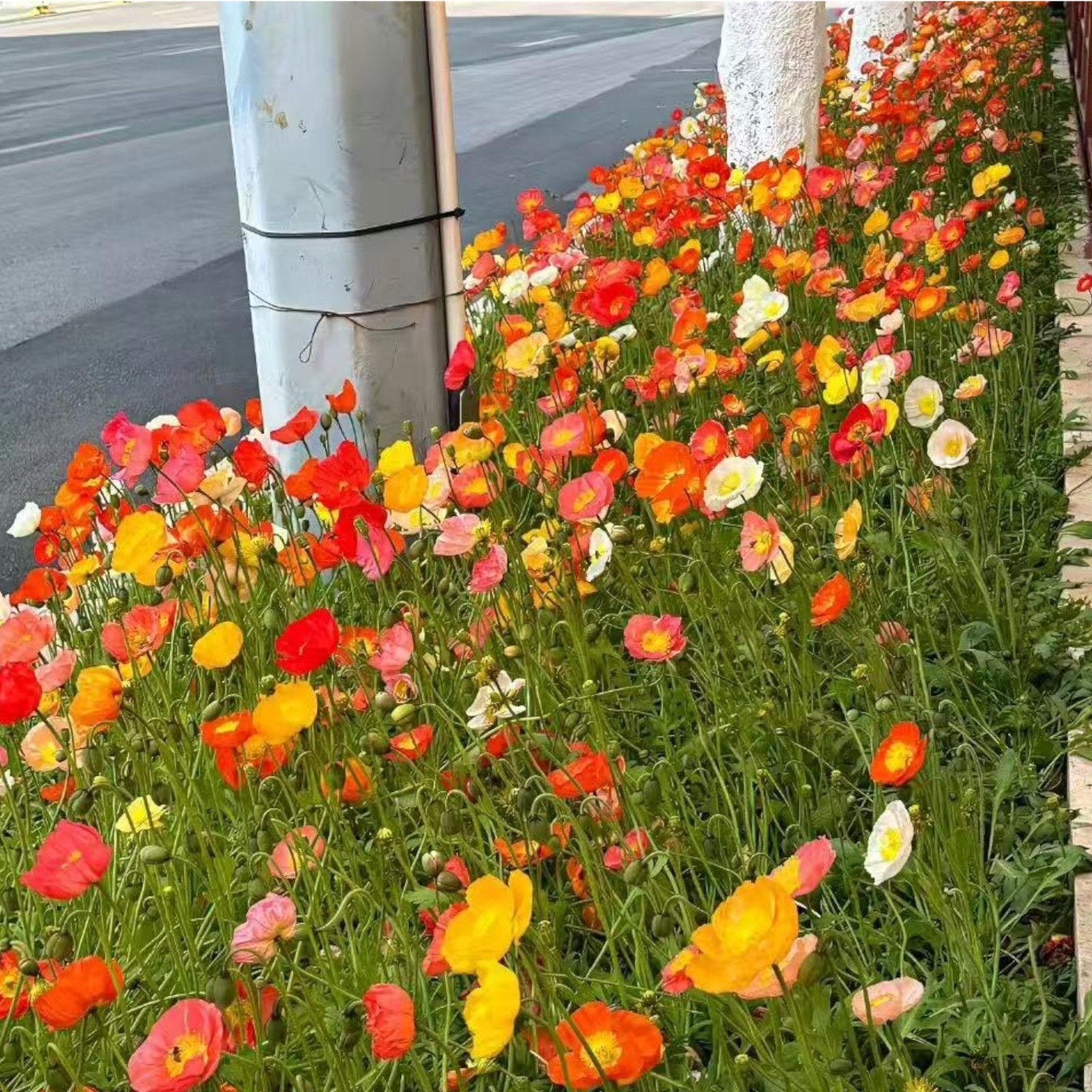 1000 Iceland Poppy Seeds – Papaver nudicaule Mixed Colors Flower for Zones 2–8
