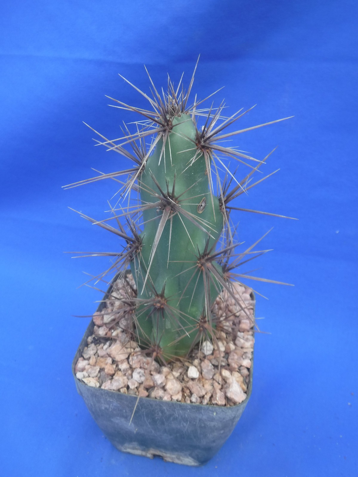 Grusonia emoryi New Mexico Form RARELY OFFERED! 6″ Tall Cold Hardy to 0F!!! C4