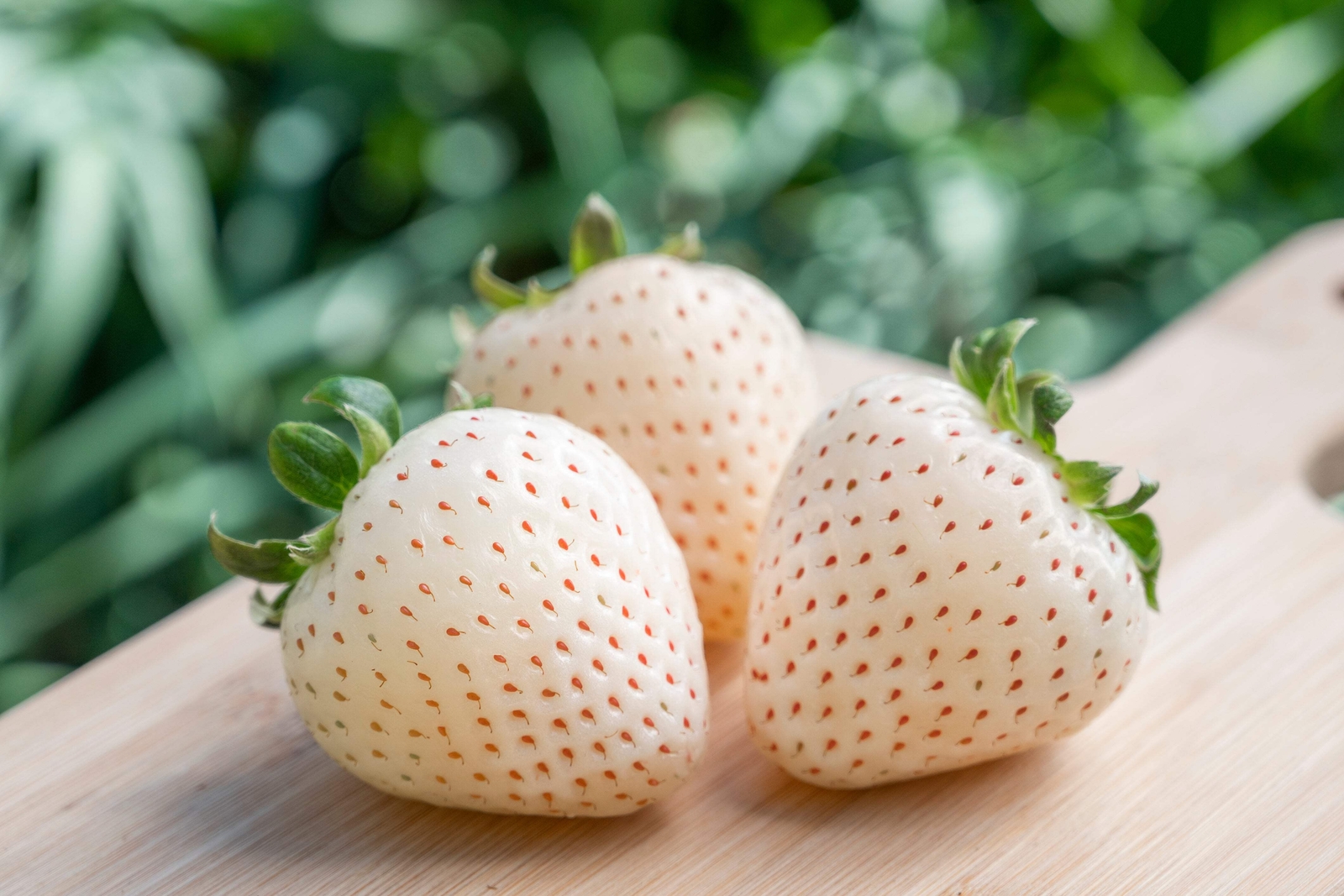 100 WHITE SOUL STRAWBERRY Fragaria Vesca Fruit Flower Berry Seeds *Comb S/H