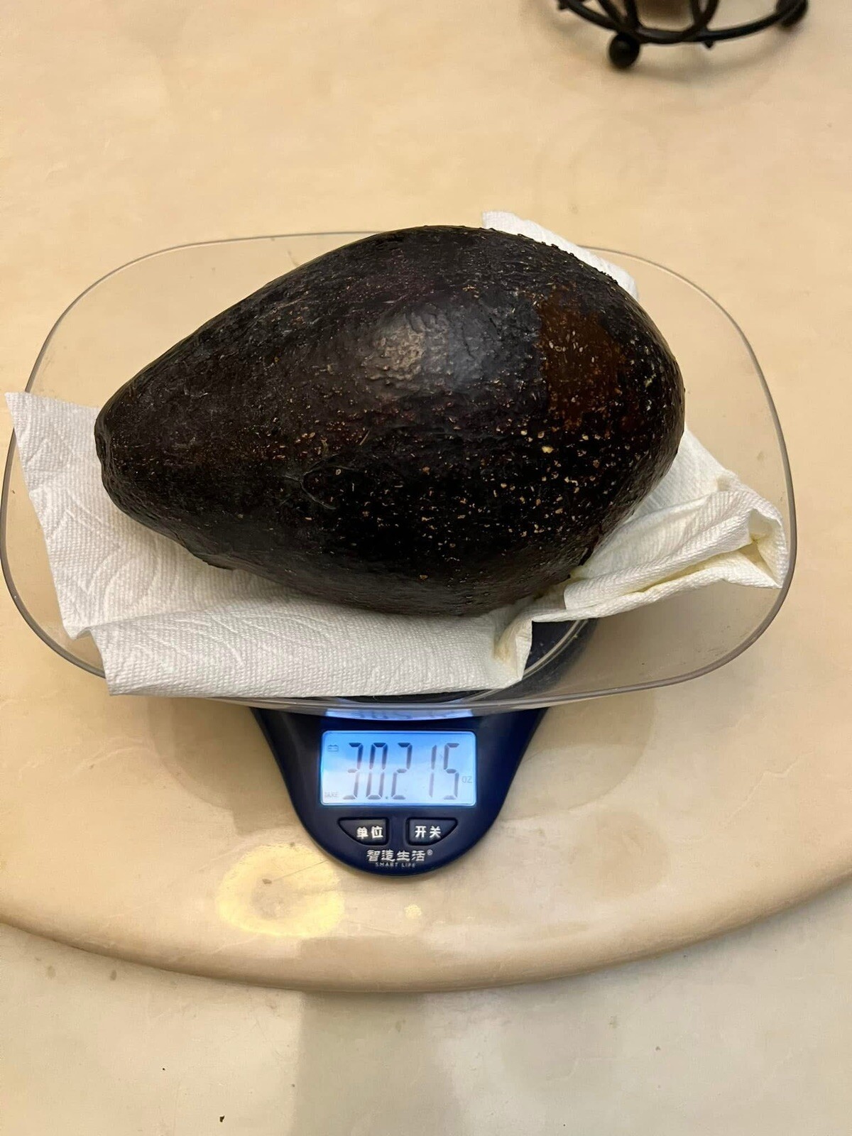 MARIA BLACK Dwarf Avocado ~3Ft Grafted Tree 3Gal Pot Ship UPS Overnight