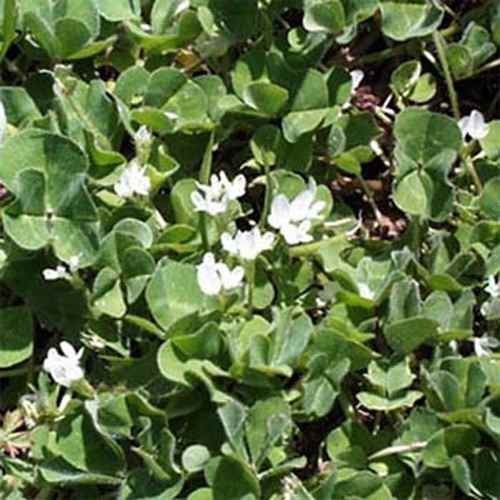 10 LBS – Inoculated Subterranean Bulk Clover Seeds – Trifolium Subterraneum