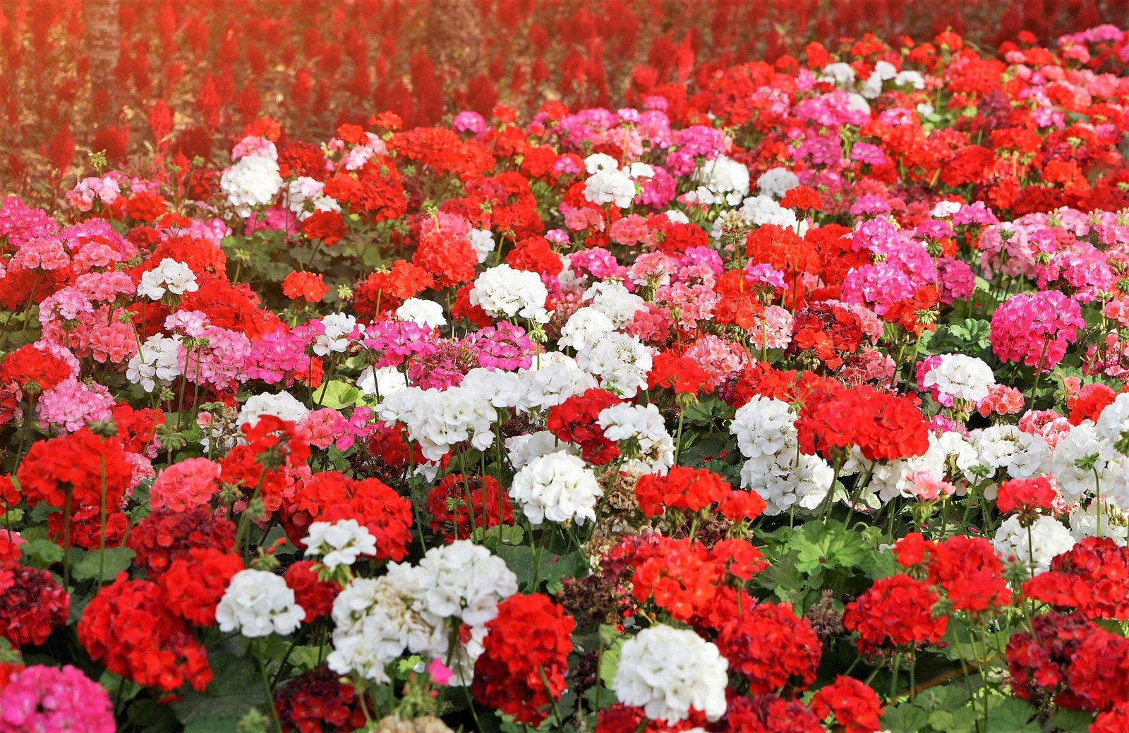 10 MIXED COLORS GERANIUM Pelargonium Zonale Pink Purple Red Salmon Flower Seeds