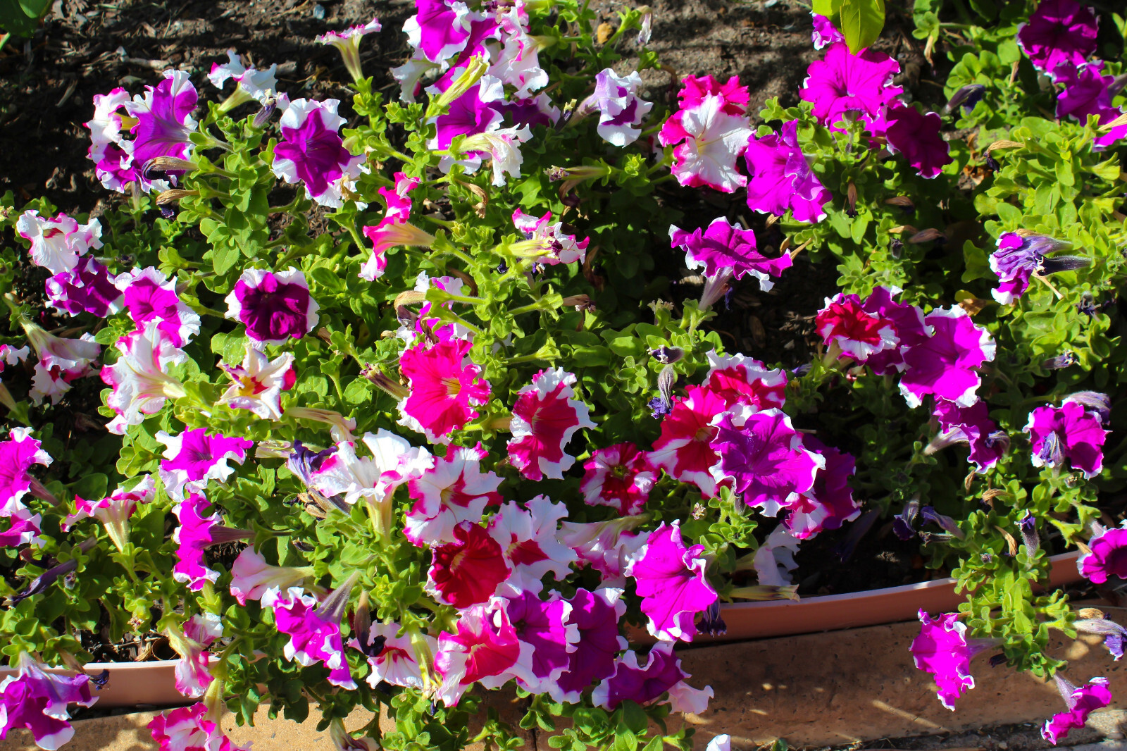 50 PICOTEE PETUNIA Multiflora Mixed Colors Bicolor Blue Purple Red Flower Seeds