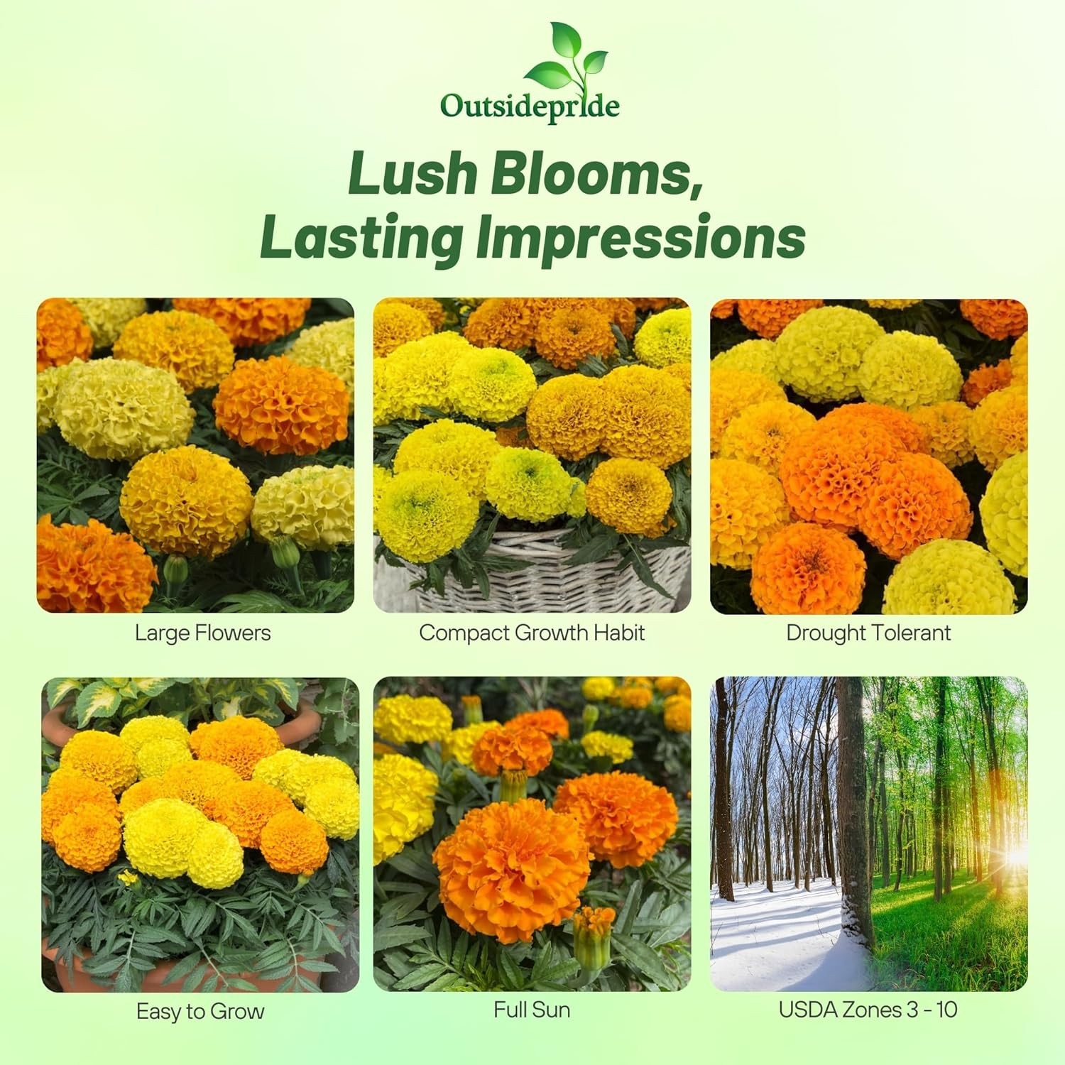 100 Seeds Tagetes Erecta African Marigold Taishan Flower Seed Mix