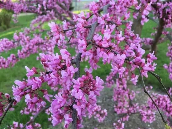 Eastern Redbud Tree Seedlings for Planting – Pink Spring Flowers – No Ship to CA
