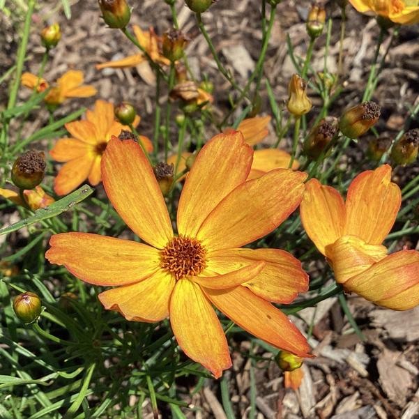 72 COREOPSIS FALL SENSATION AMBER Live Vegetative Plants Plugs AV