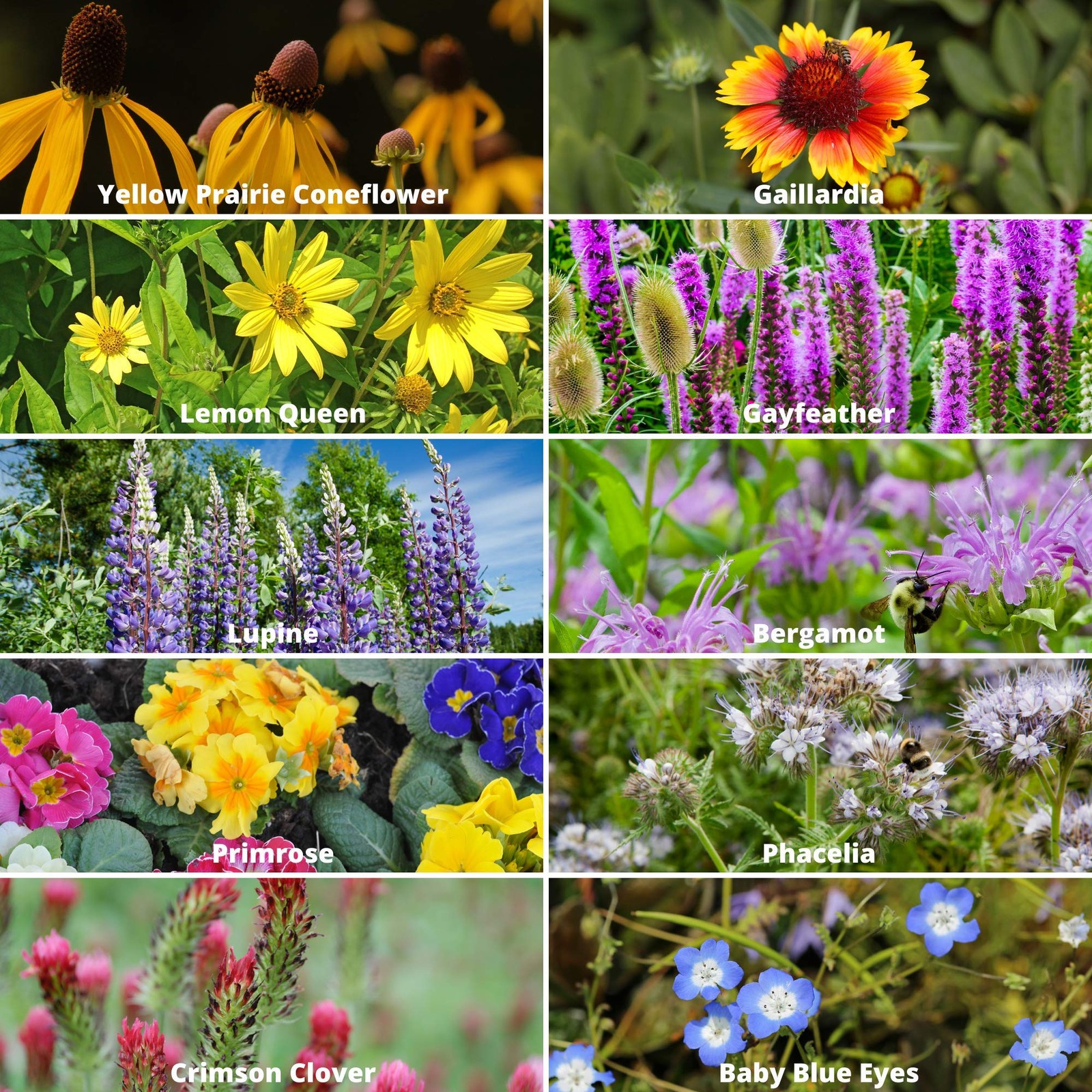 Wildflower Seeds Bulk, 2 Oz. 80,000+ 2 Oz Gift Bag, Blue,Orange,Purple,Red