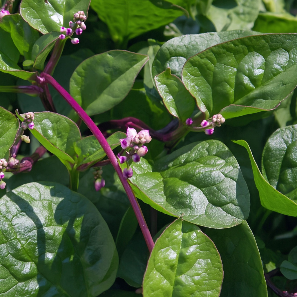 Red Malabar Spinach – 50 Seeds | Heat-Tolerant Climbing Vine for Gardens