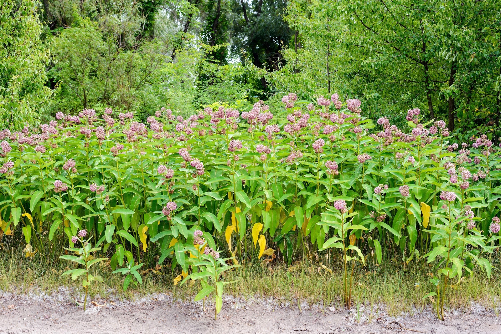 100 PINK COMMON MILKWEED Asclepias Syriaca MONARCHS! Flower Seeds *Flat S/H