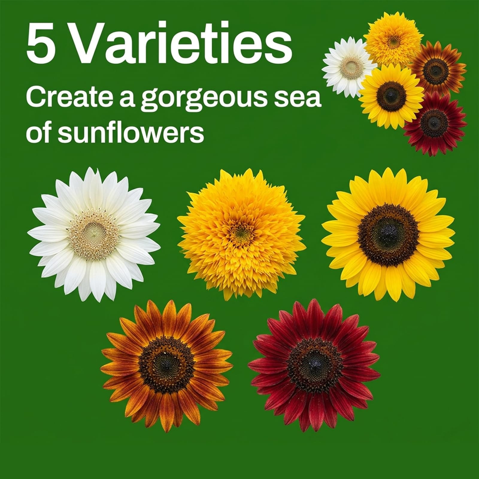 LUOJIBIE Sunflower Seeds 5 Varieties Mixed, 1500+ Seeds, Mix