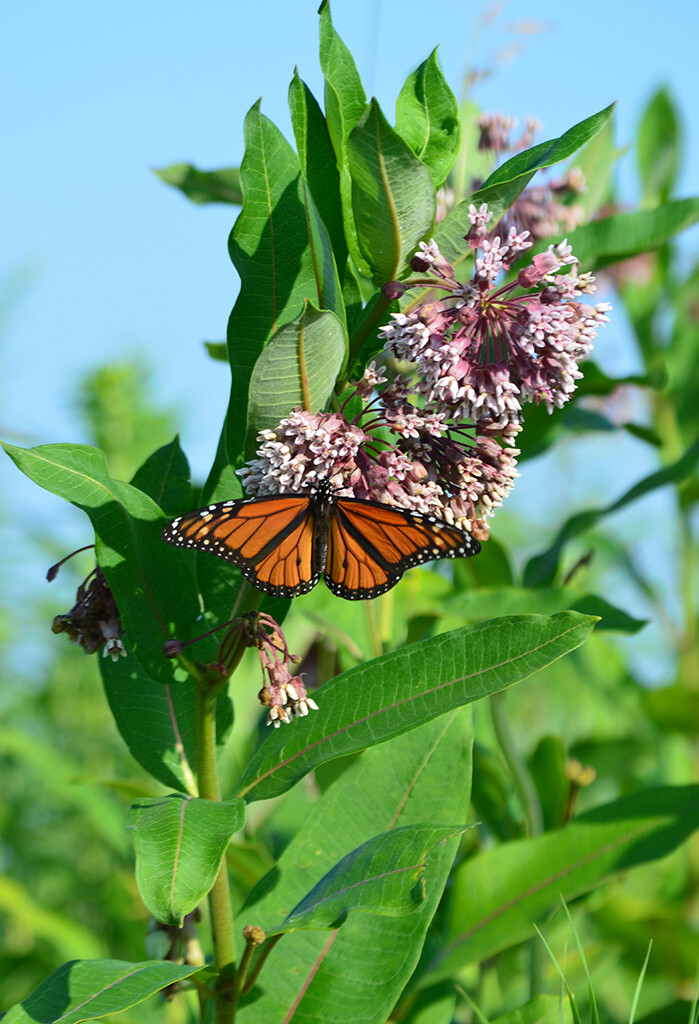 75+ COMMON MILKWEED BUTTERFLY PLANT SEEDS FRESH FOR YOUR FLOWER GARDENS
