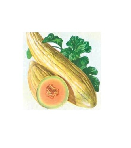 Banana melon 20 – 100 seeds rare sweet Heirloom cantaloupe musk big Heirloom 24″