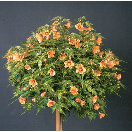 Thompsonii Variegated Peach Abutilon Flowering Maple SMALL ROOTE STARTER Plant