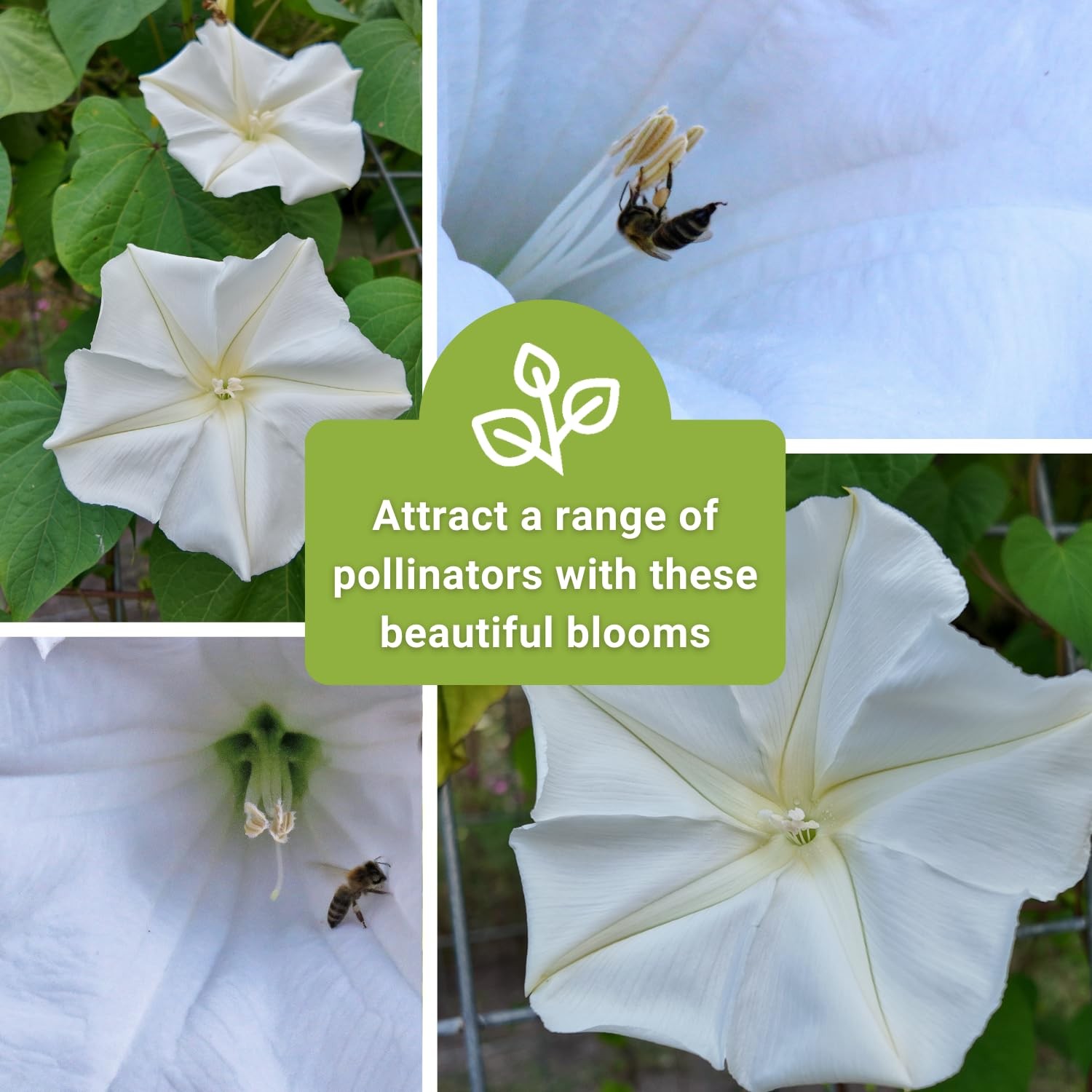 Sow Right Seeds – Moonflower for Planting – Ipomoea alba – Vining white