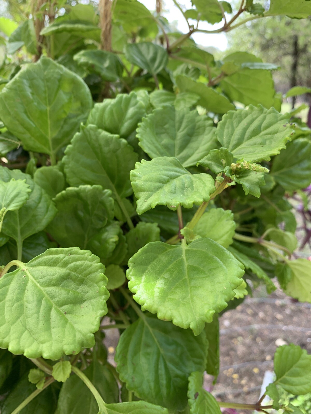 5+ Swedish Ivy CUTTINGS Creeping Charlie Plectranthus Australis Live Plant Easy