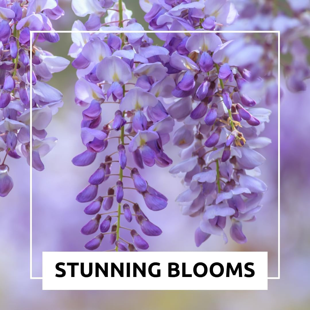 1 Chinese Wisteria Bonsai Tree Seedling for Planting – 1 Year Old Well Rooted Se