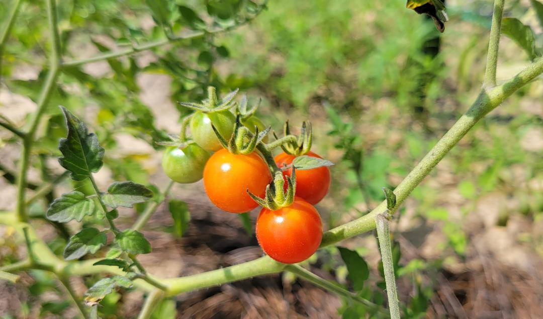 Matt’s Wild Tomato | 25 Seeds | Solanum Lycopersicum | Cherry Tomato | Flavor