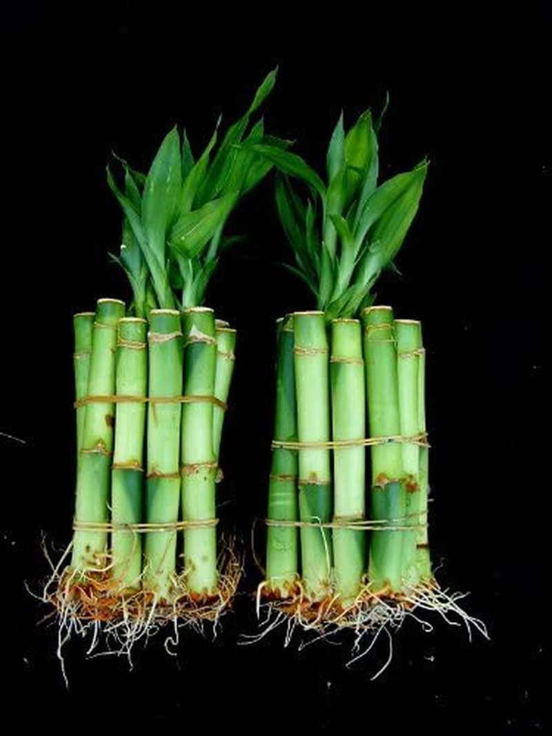 Lucky Bamboo 20 Stalks of 4 Inches Straight Live Plant Best Gift Indoor Fengshu