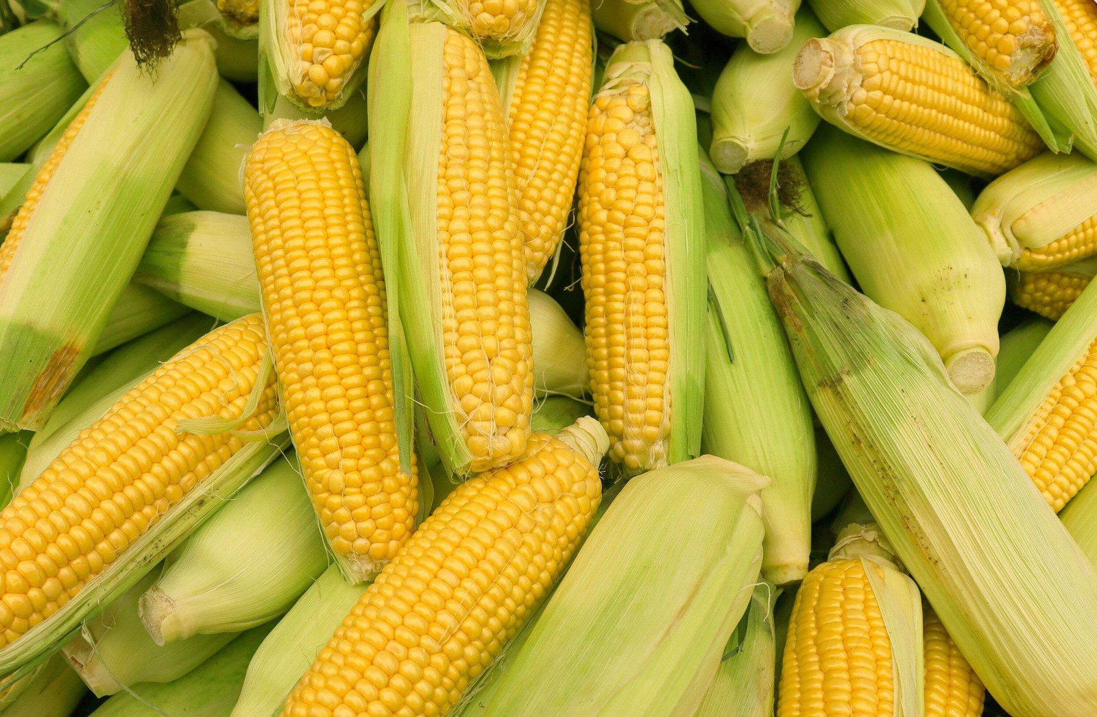 60 YELLOW CORN EARLY ‘XTRA SWEET’ Zea Mays Vegetable Seeds *Flat S/H