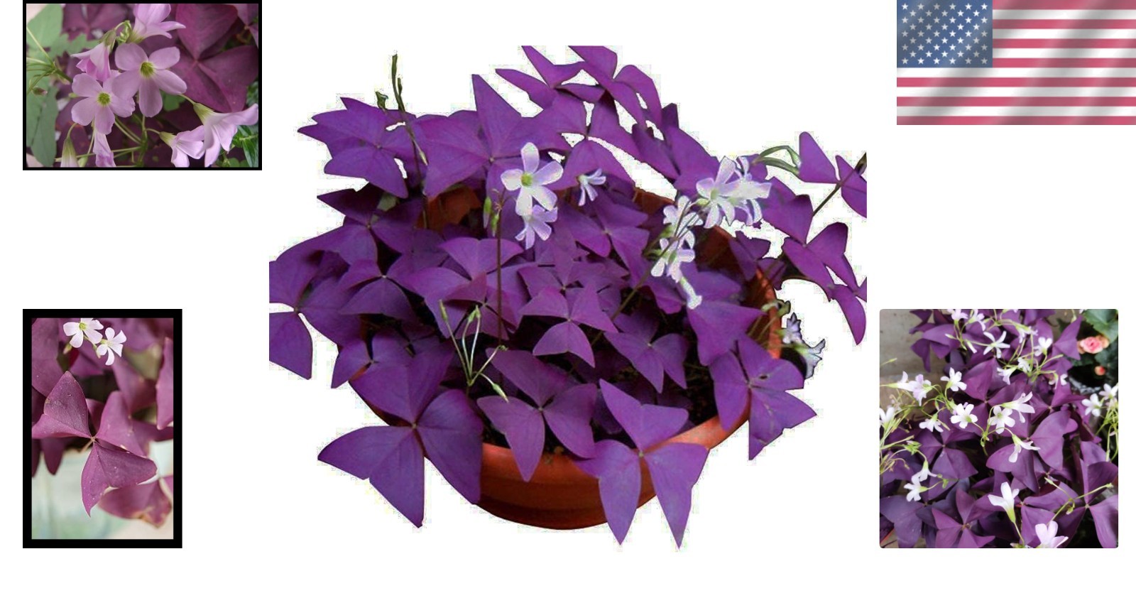 Oxalis Triangularis: 12 Heirloom Purple Shamrocks Bulbs for -Round Beauty