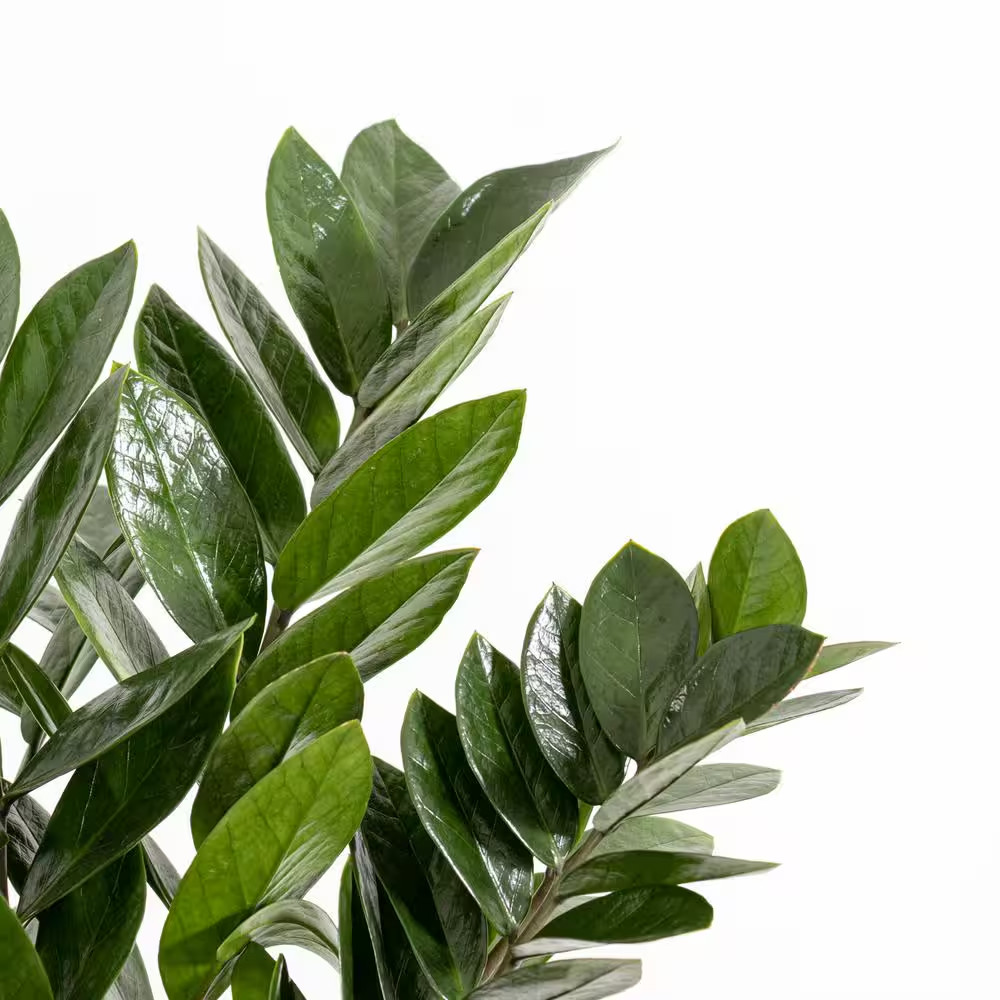 Live ZZ Plant Low Maintenance House Plant in 10 In. Grower Pot