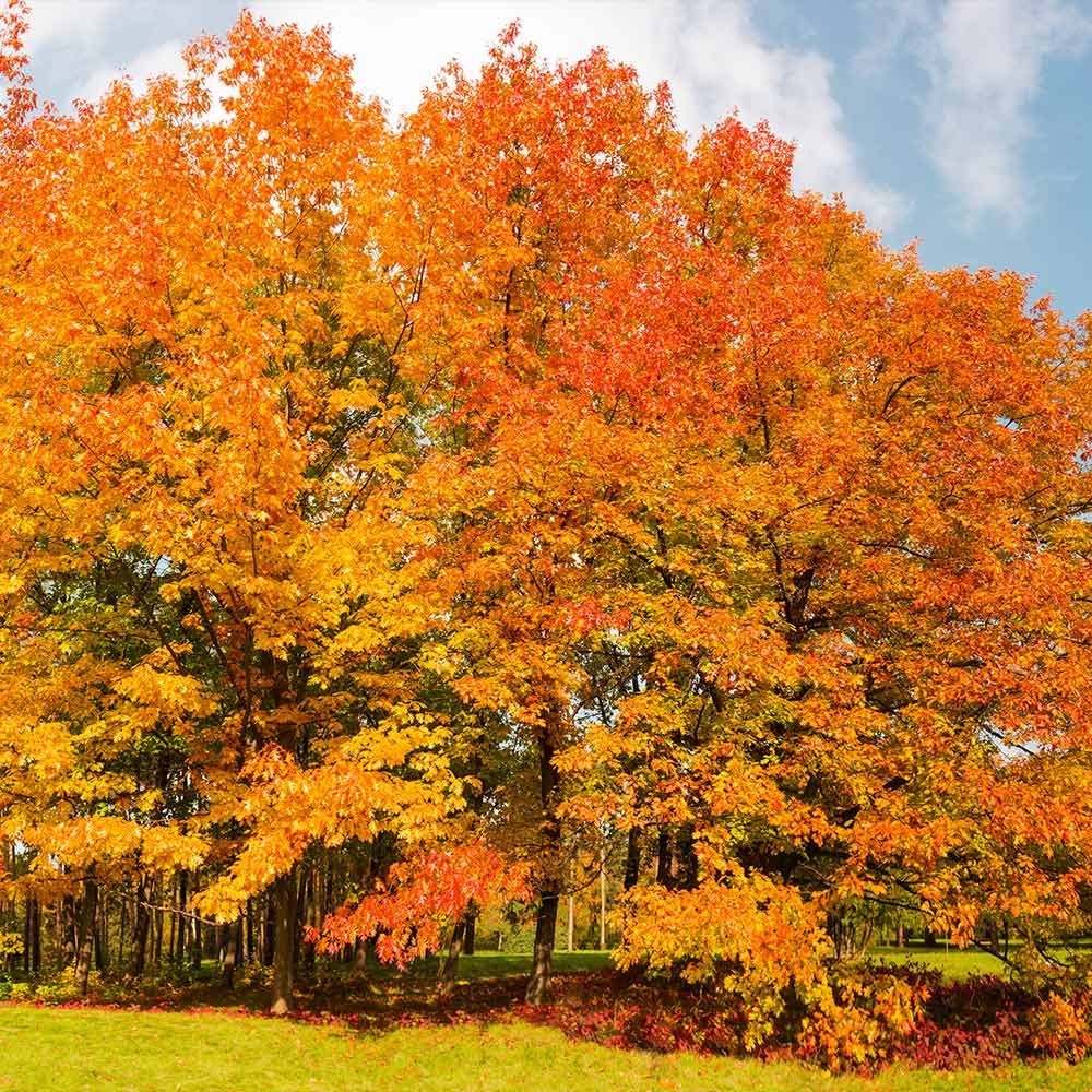 1 Northern Red Oak Tree 12-24″ Quercus rubra Bare Root