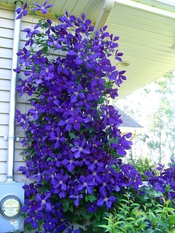 1 Clematis Jackmanii Superba Live Starter Plant roots Only Breathtaking Blooms!!