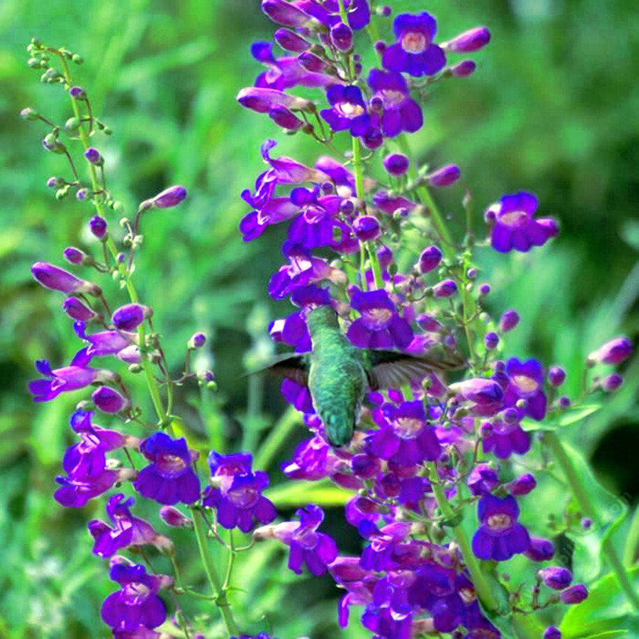 20 BLUE BEARD TONGUE Flower Seeds Penstemon spectabilis Butterflies Hummingbirds