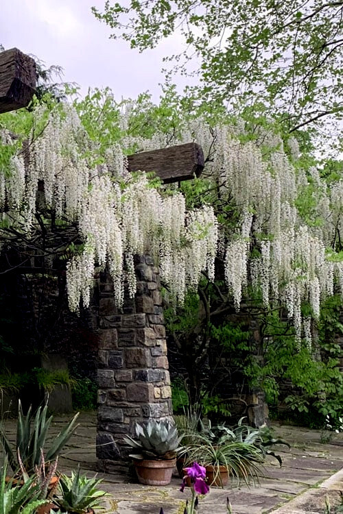White Wisteria floribunda Alba Tree Seeds Climbing Flower Vine Plant Rare Hardy