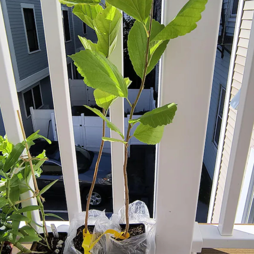 Live American Witch-Hazel Plant – Quart Pot – 6–12″ Tall – No Ship to AK, HI, PR