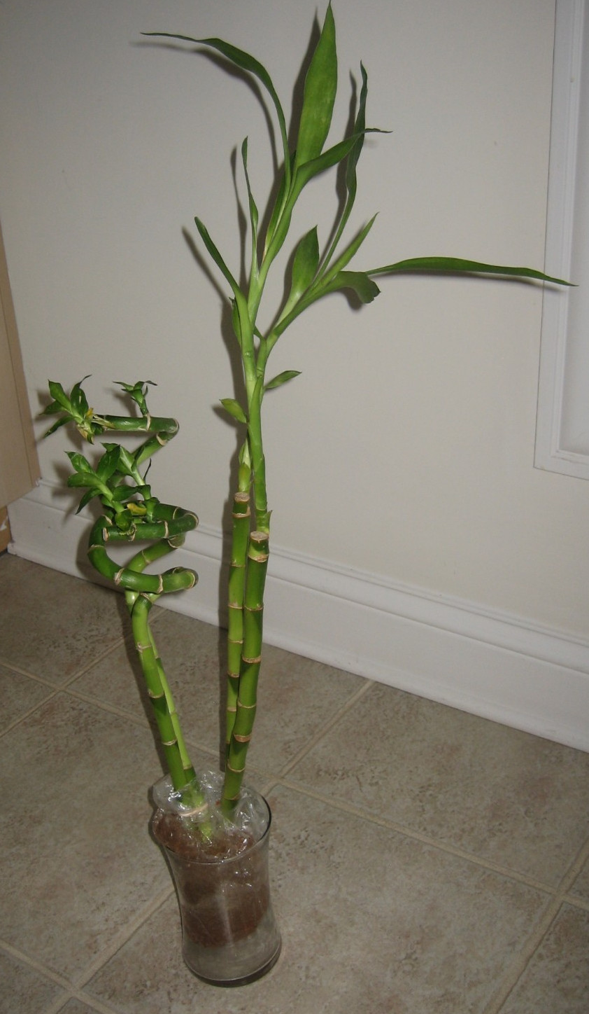 Lucky Bamboo Two 18″ Straight Stalks 18″ and Two Curly 18″ Spiral Indoor Plants