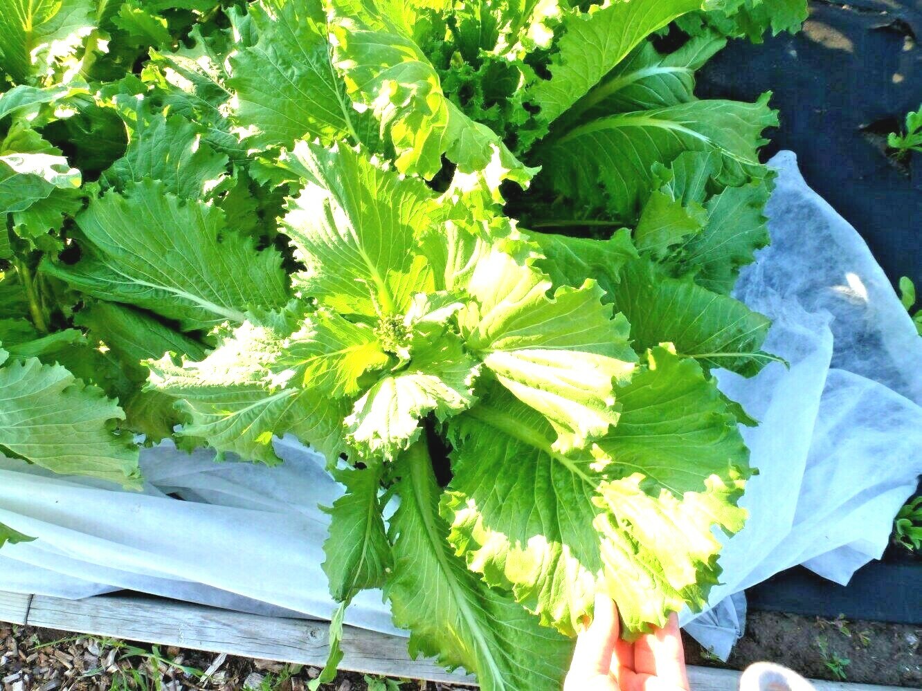 601+MICHIHILI Cabbage Seeds Organic Asian Spring Fall Vegetable Garden Container