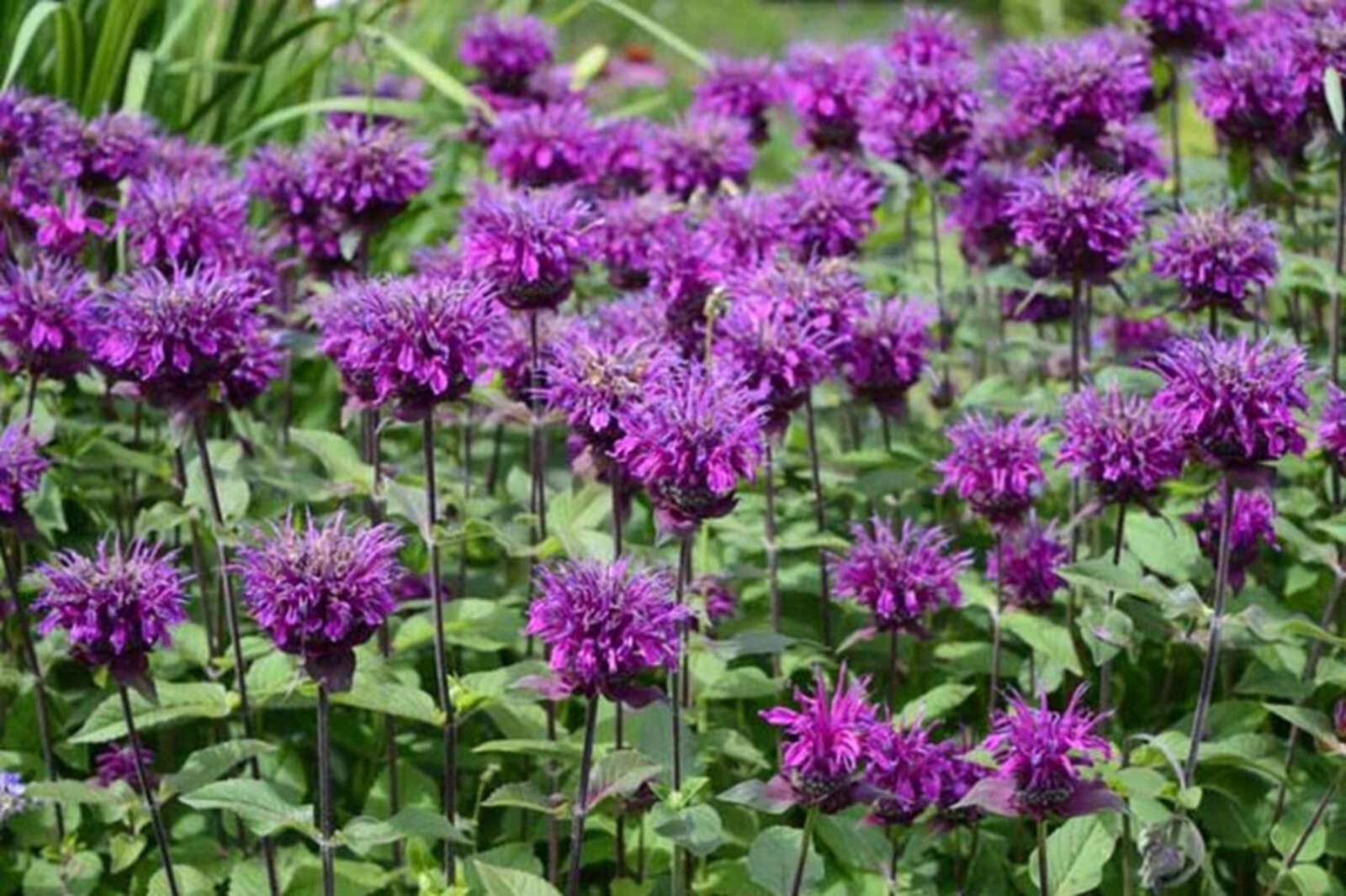 100 Periwinkle Bee Balm Seeds Flowers Seed Butterflies Bees Hummingbird US SELL