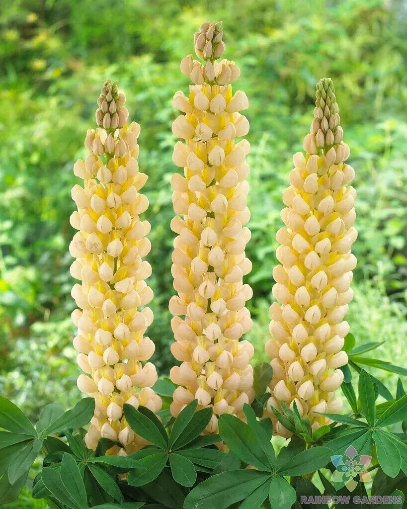 25+ Cashmere Cream Lupine Seeds for Garden Planting – USA – FREE SHIPPING!