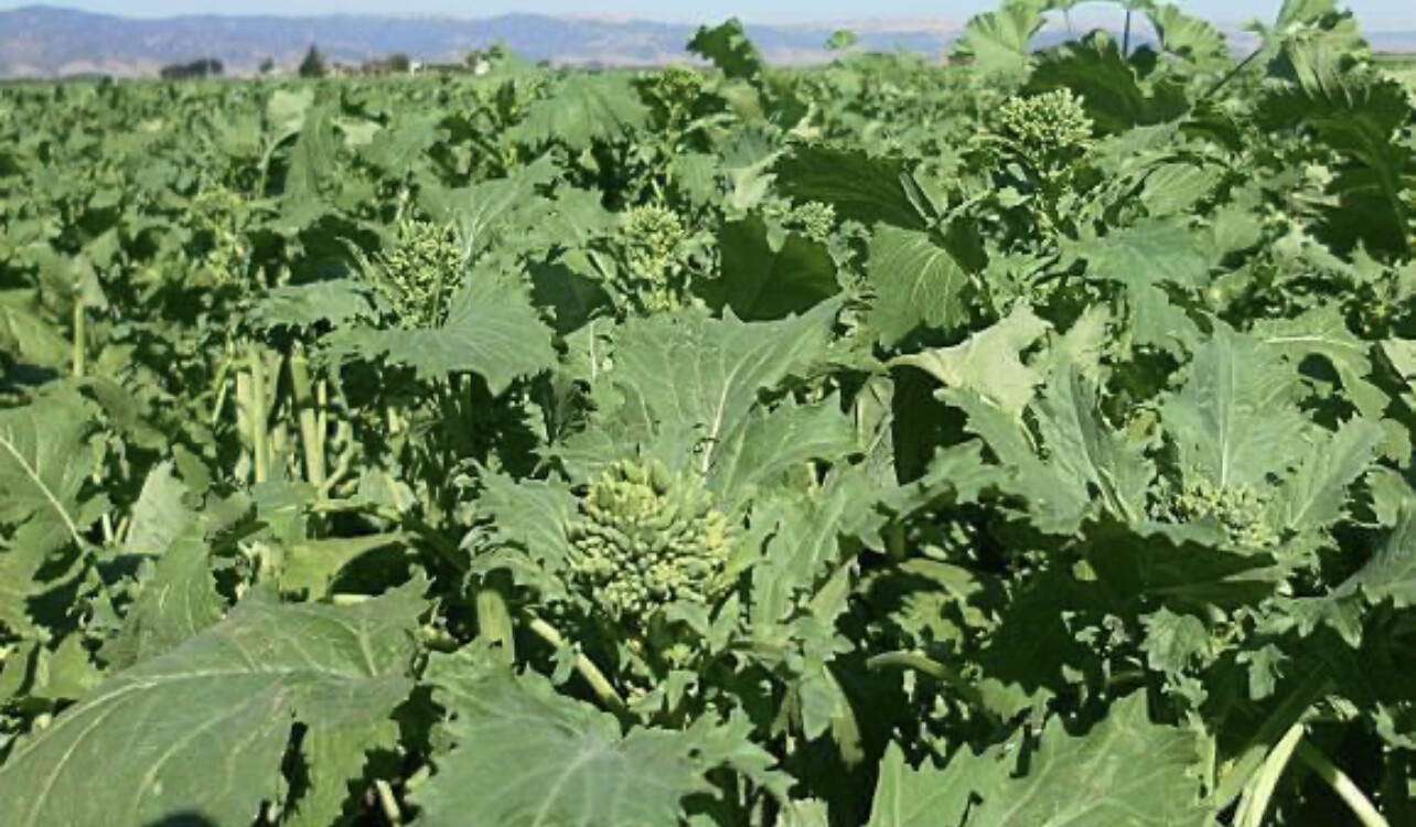 Early Fall Rapini Broccoli Seeds | Heirloom Vegetables | Organic | Wholesale