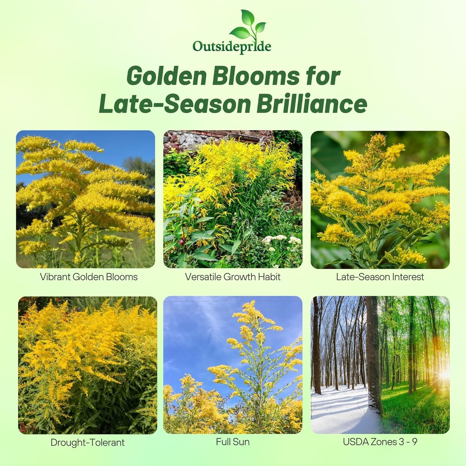 10000 Seeds Yellow Solidago Seeds For Planting – Goldenrod Flower Seed