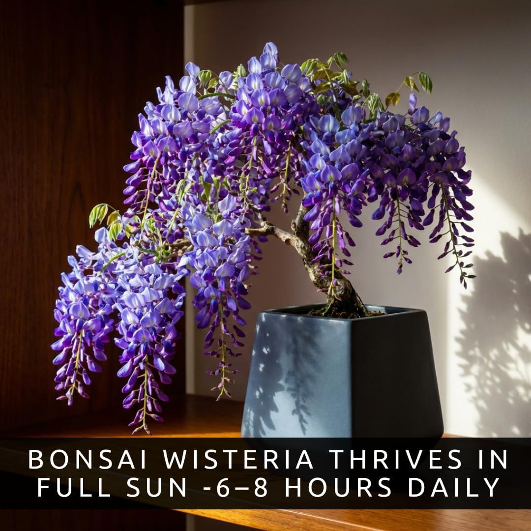 Wisteria Bonsai Starter Tree (1 Year Old Live Plant) – Wisteria Floribunda Seedl