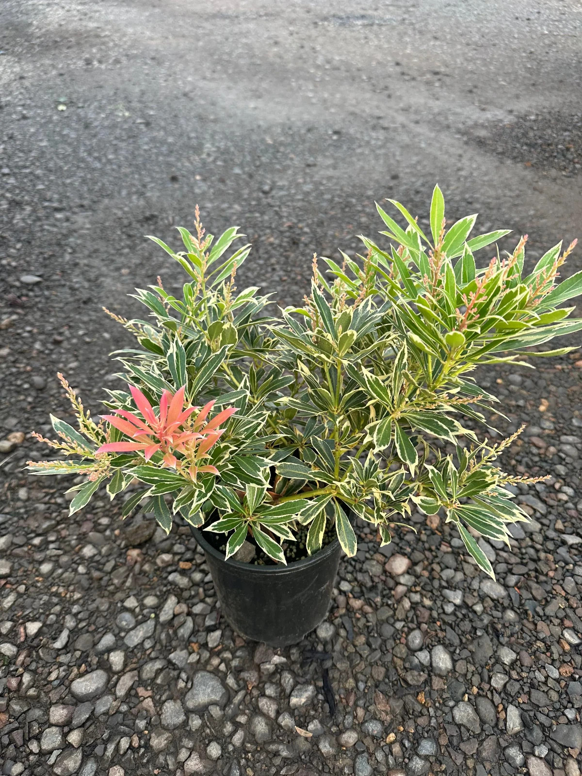 Flaming Silver Pieris- #1 Container- Variegated Foliage with Flowers