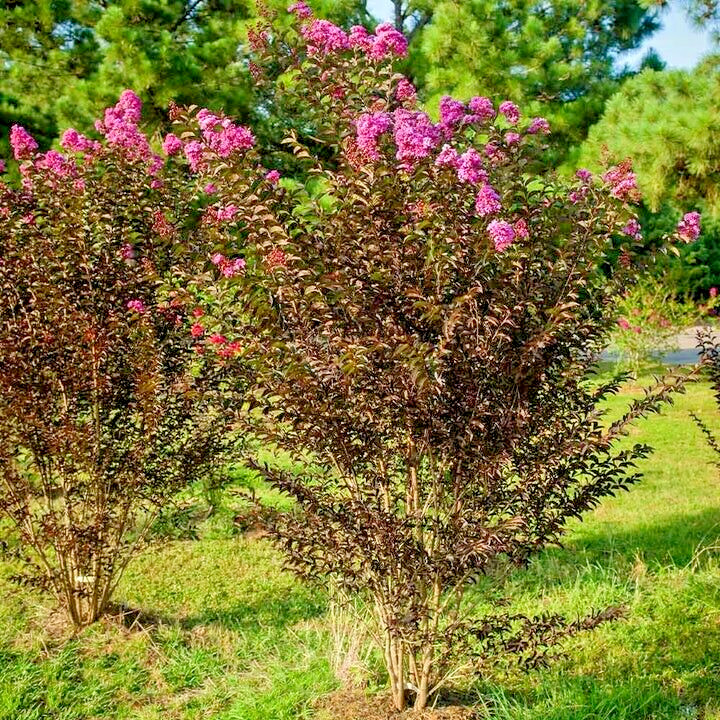 25 PURELY PURPLE CREPE MYRTLE SEEDS – Lagerstroemia x ‘Purely Purple’